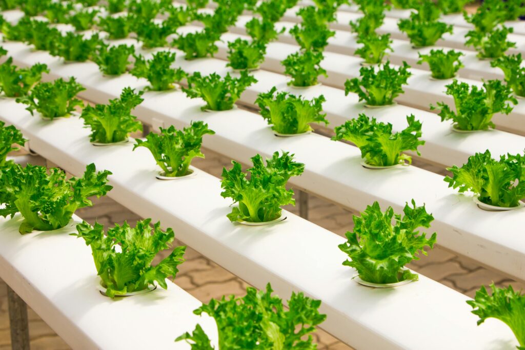 pexels-photo-348689-348689 Fresh hydroponic lettuce plants growing in an indoor farm setup, showcasing modern agriculture.