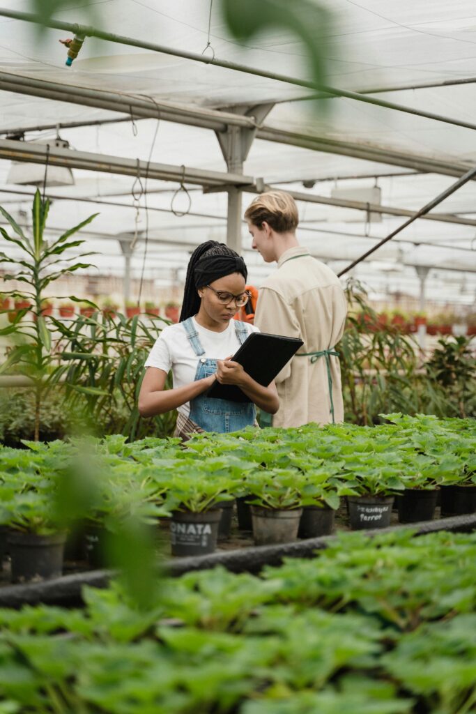Two horticulturists examining plants in a sunny greenhouse.